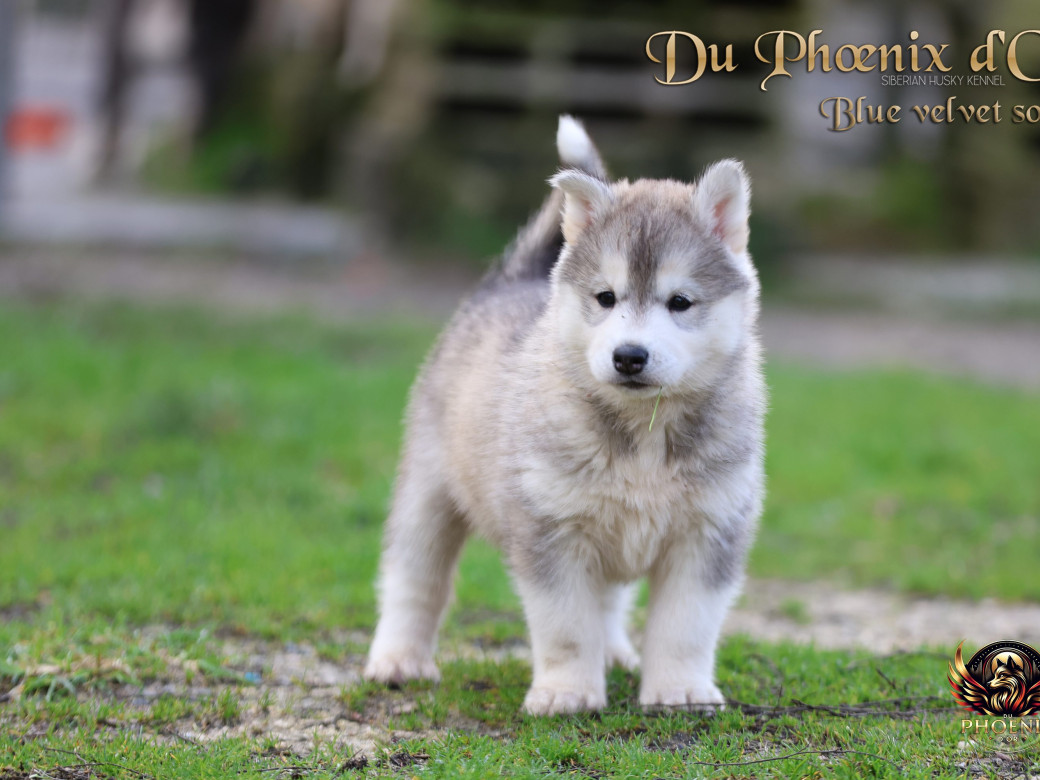 Photo 7 de Femelle 4 - Pandora x Moky (Janvier 2026)