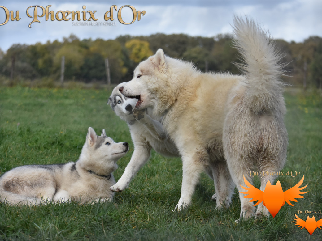 Picture of U never forget me du Phoenix d'or (Ustang)