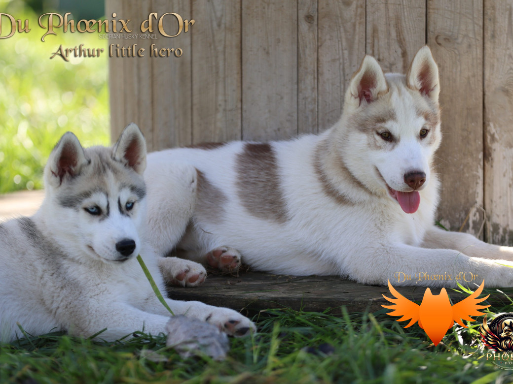 Photo 28 de Mâle 2 - Taïga x Ultra (Août 2025)