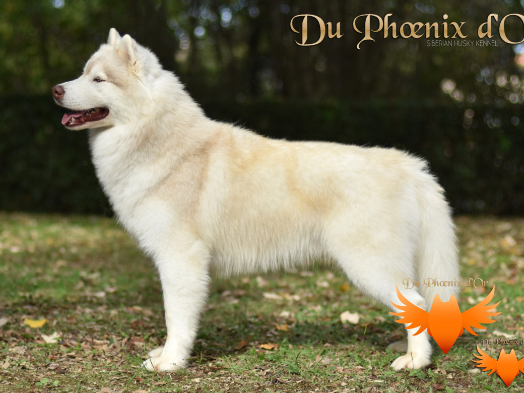Shiiro Hokori du Phoenix d'or