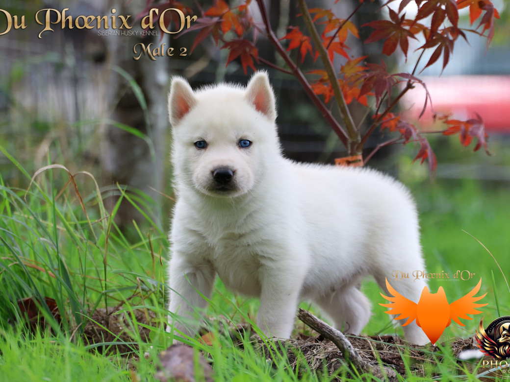 Photo 16 de Mâle 2 - Twilight x Yoshi (Août 2025)