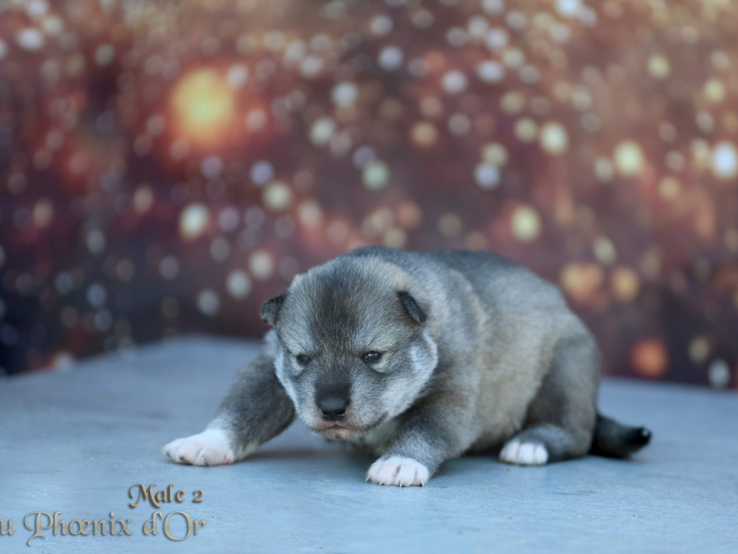 Photo 29 de Mâle 2 - Serena x Ragnar (Février 2026)