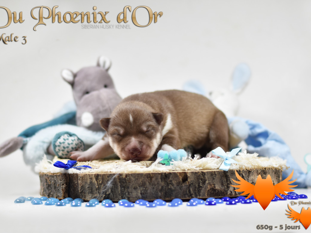 Picture of Veasley magic red du Phoenix d'or - Moon & Shiiro