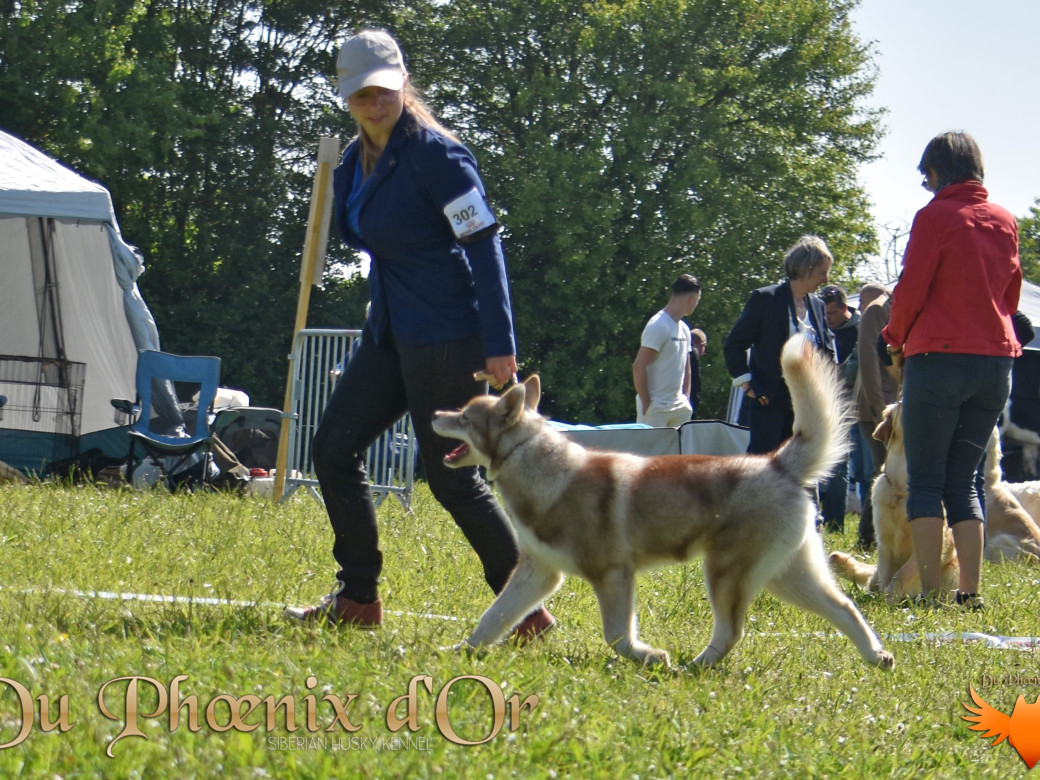 Photo 52 de Unix ultime touch the stars Du Phoenix D'Or