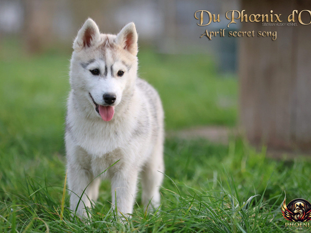 Femelle 2 - Sweetie x Toruk (Septembre 2025)