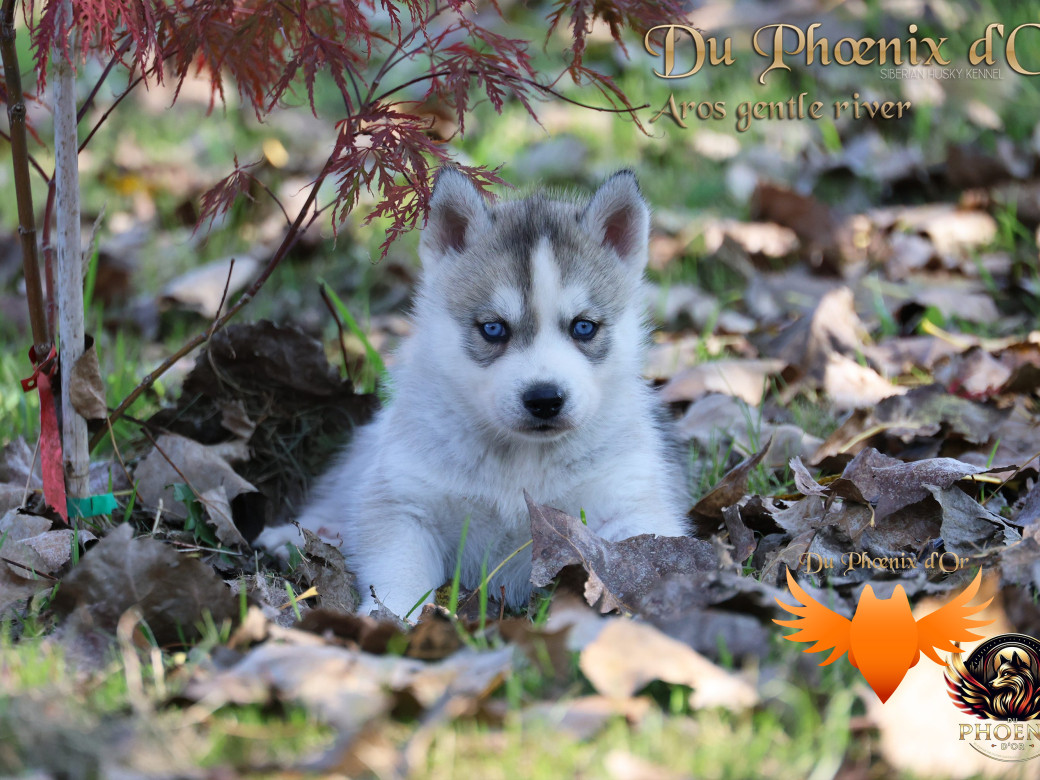 Photo 18 de Mâle 4 - Twilight x Yoshi (Août 2025)