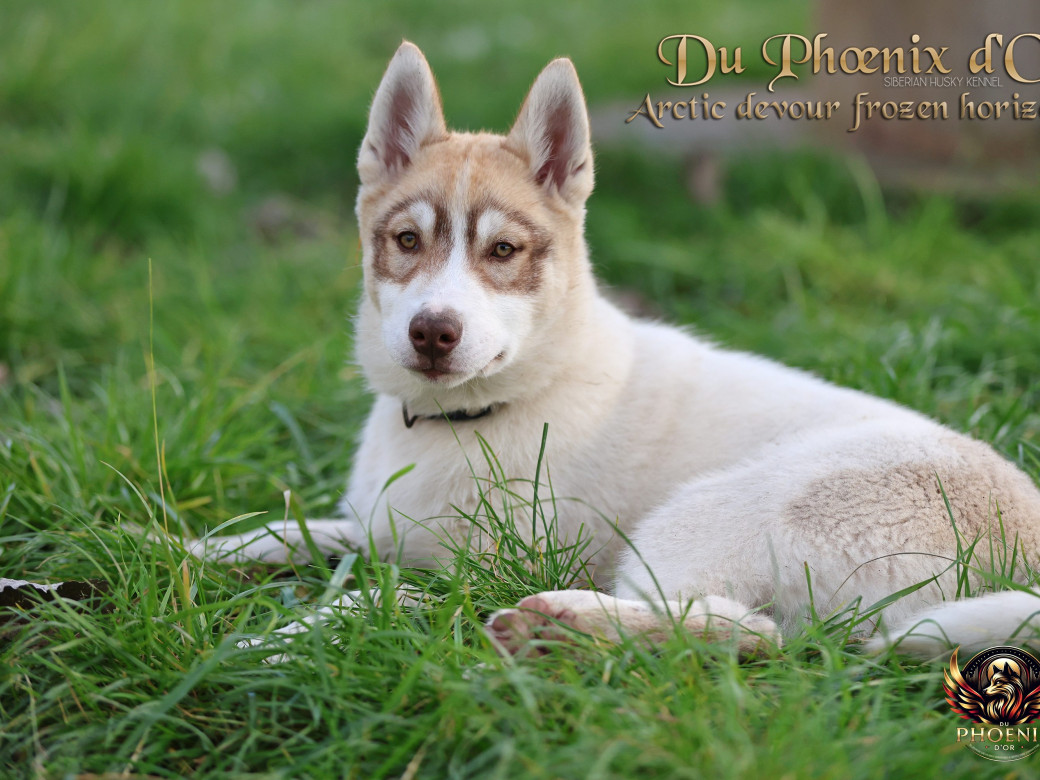 Photo 32 de Mâle 1 - Taïga x Ultra (Août 2025)