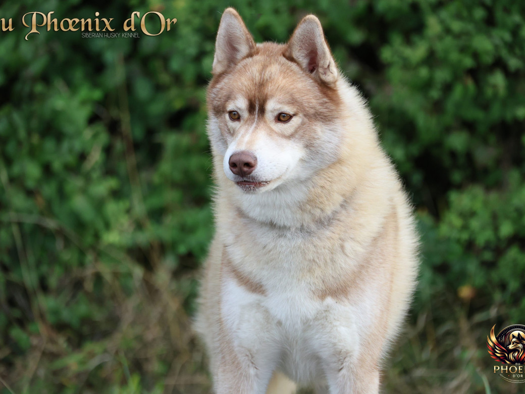 Photo 20 de Unix ultime touch the stars Du Phoenix D'Or