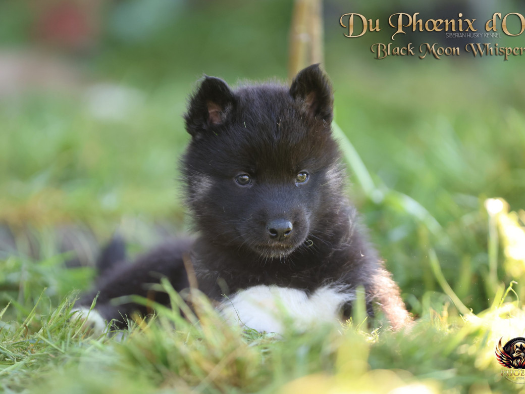 Photo 2 de Femelle 1 - Moon x Ultra (Mars 2026)