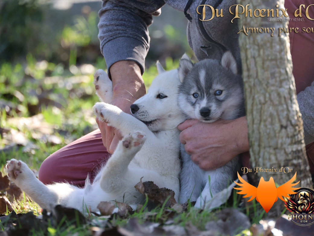 Photo 5 de Femelle 3 - Sweetie x Toruk (Septembre 2025)