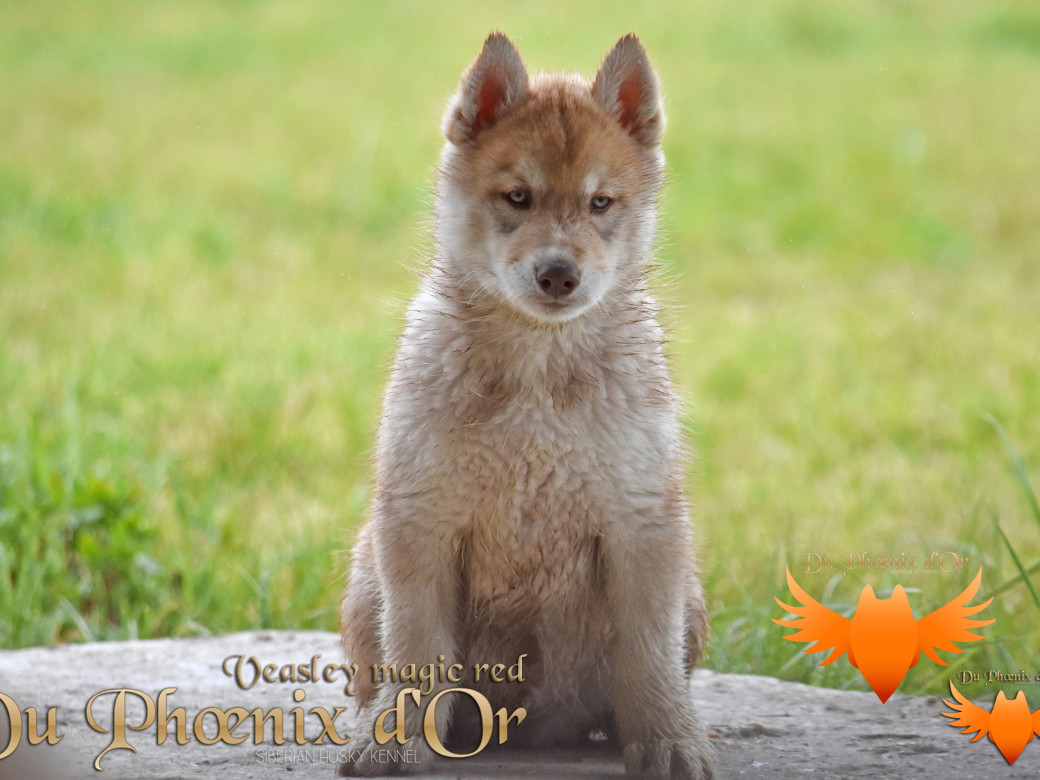 Picture of Veasley magic red du Phoenix d'or - Moon & Shiiro