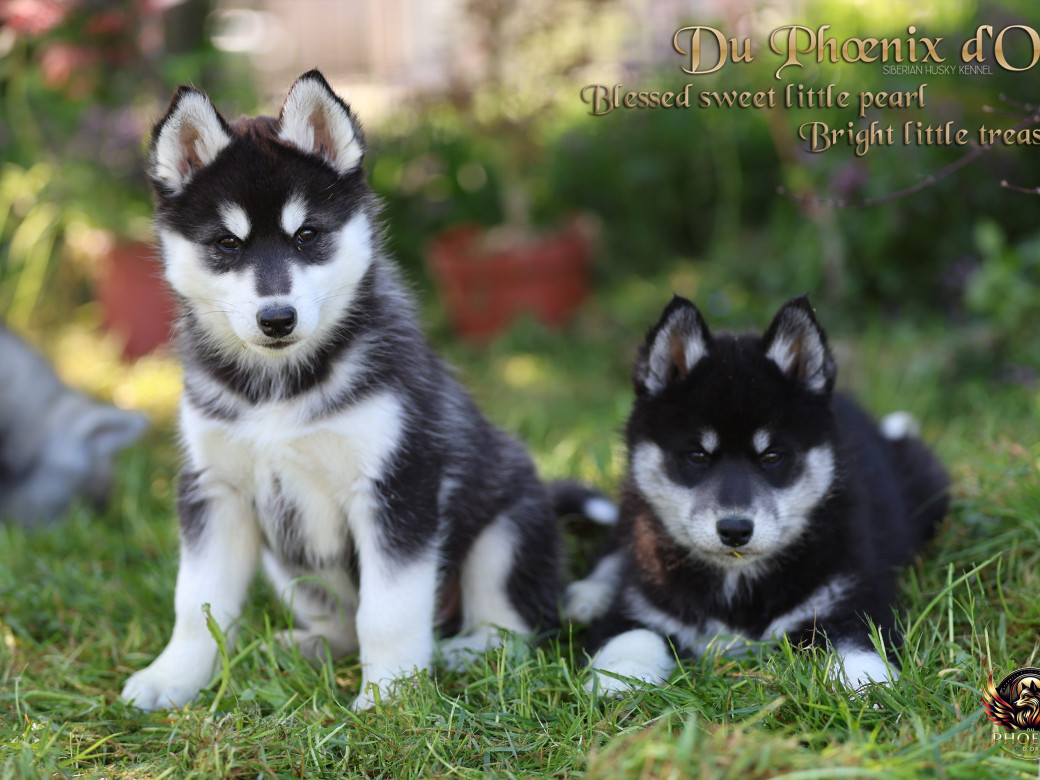 Photo 3 de Femelle 2 - Serena x Ragnar (Février 2026)