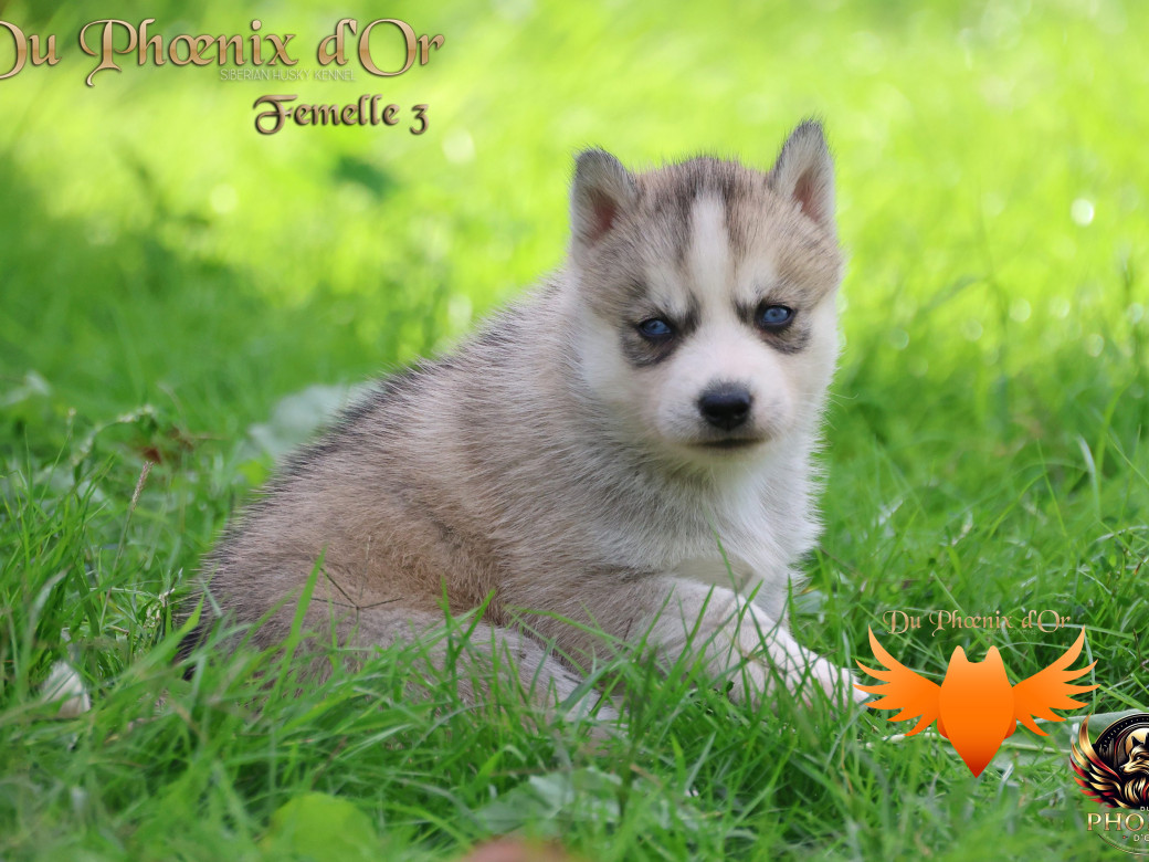 Photo 10 de Femelle 3 - Twilight x Yoshi (Août 2025)
