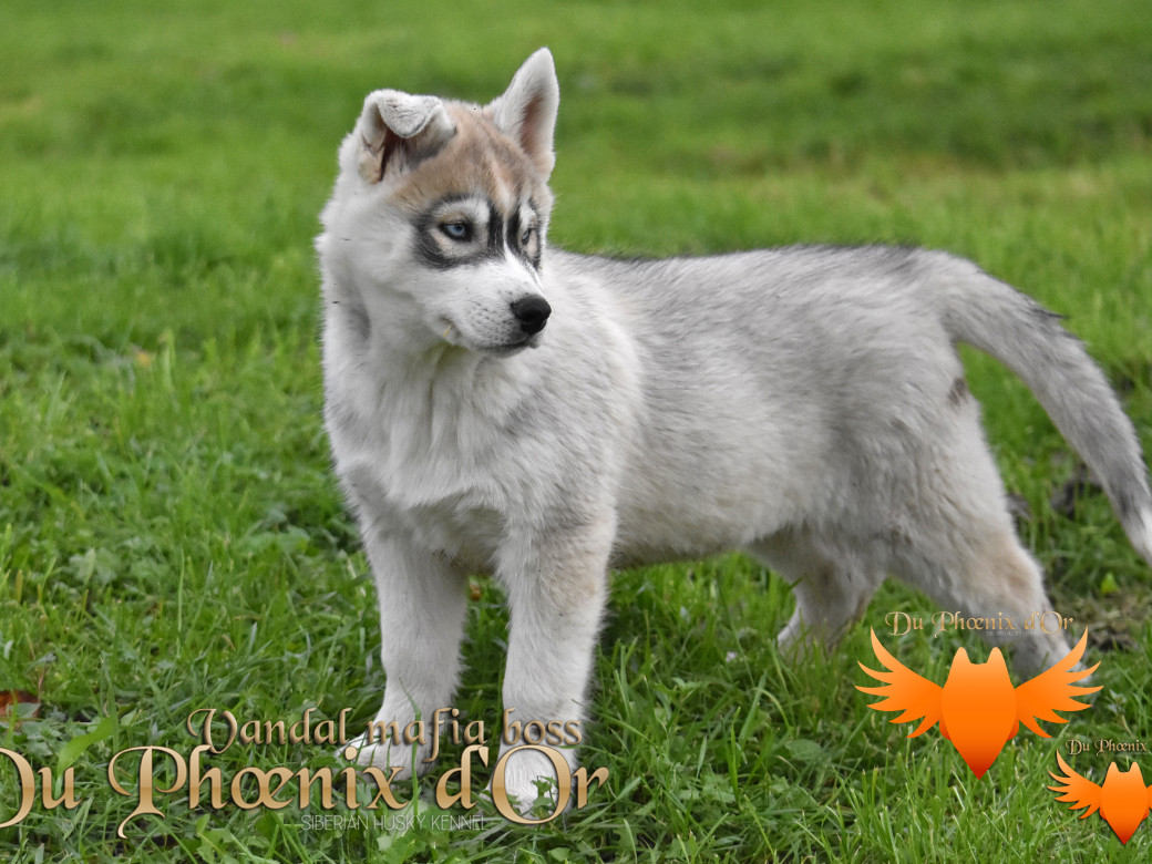 Picture of Vandal mafia boss du Phoenix d'or - Priprou