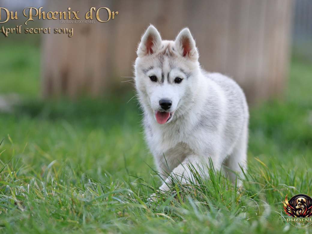 Photo 9 de Femelle 2 - Sweetie x Toruk (Septembre 2025)