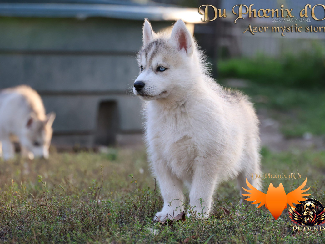 Photo 2 de Mâle 3 - Twilight x Yoshi (Août 2025)