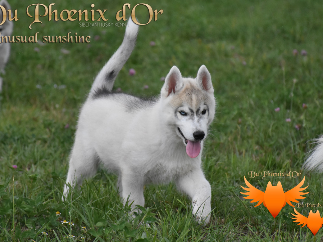 Picture of Unusual Sunshine du Phoenix d'or