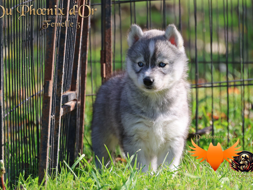 Photo 9 de Femelle 3 - Sweetie x Toruk (Septembre 2025)