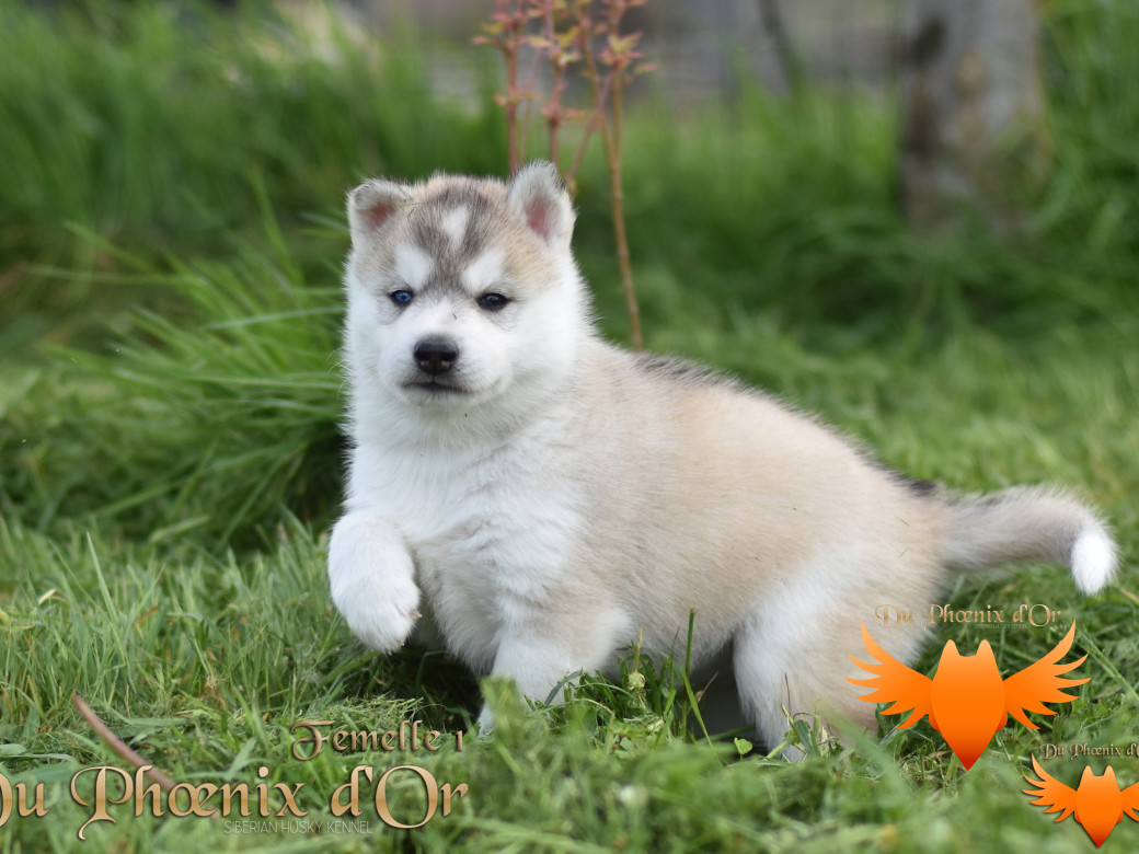 Picture of Vicky du Phoenix d'or - Moon & Shiiro