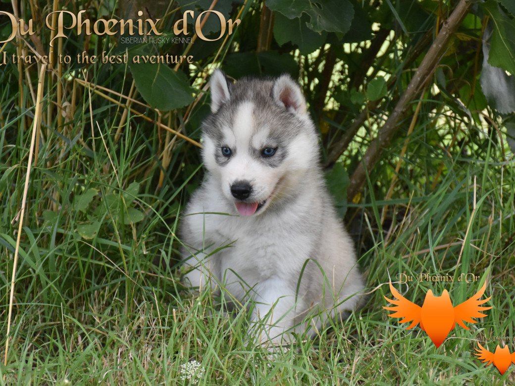 Picture of U travel to the best aventure du Phoenix d'or