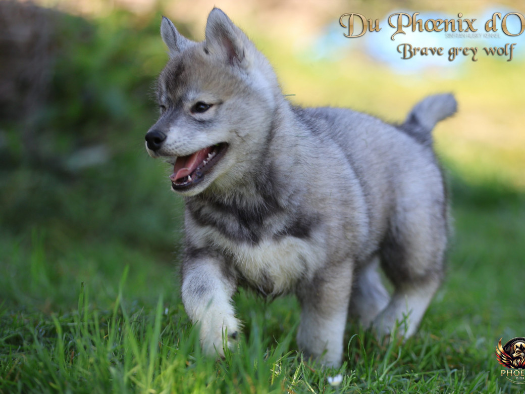 Photo 11 de Mâle 2 - Serena x Ragnar (Février 2026)