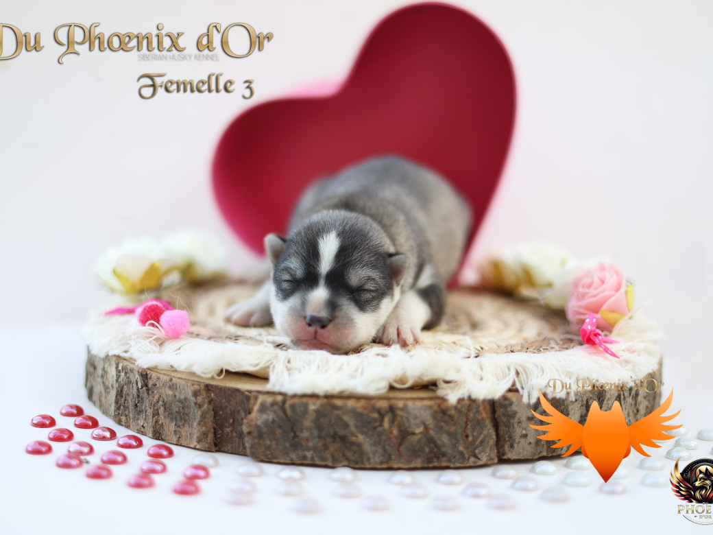 Photo 5 de Femelle 3 - Sweetie x Toruk (Septembre 2025)