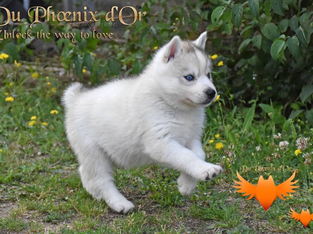 Picture of Unlock the way to love du Phoenix d'or