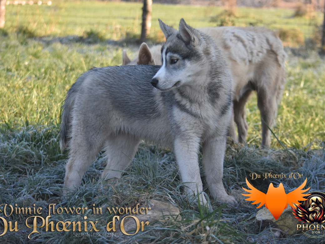 Picture of Vinnie flower in wonder du Phoenix d'or - Ruruk
