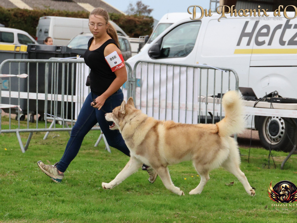 Photo 5 de Unix ultime touch the stars Du Phoenix D'Or