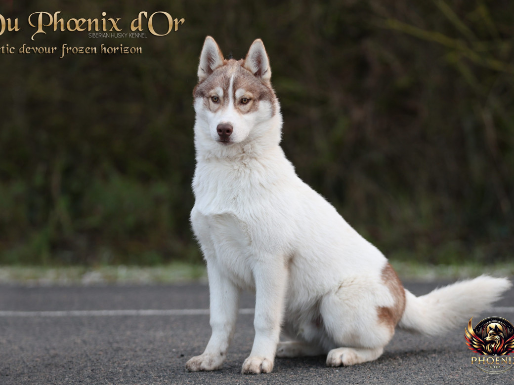 Photo 5 de Mâle 1 - Taïga x Ultra (Août 2025)