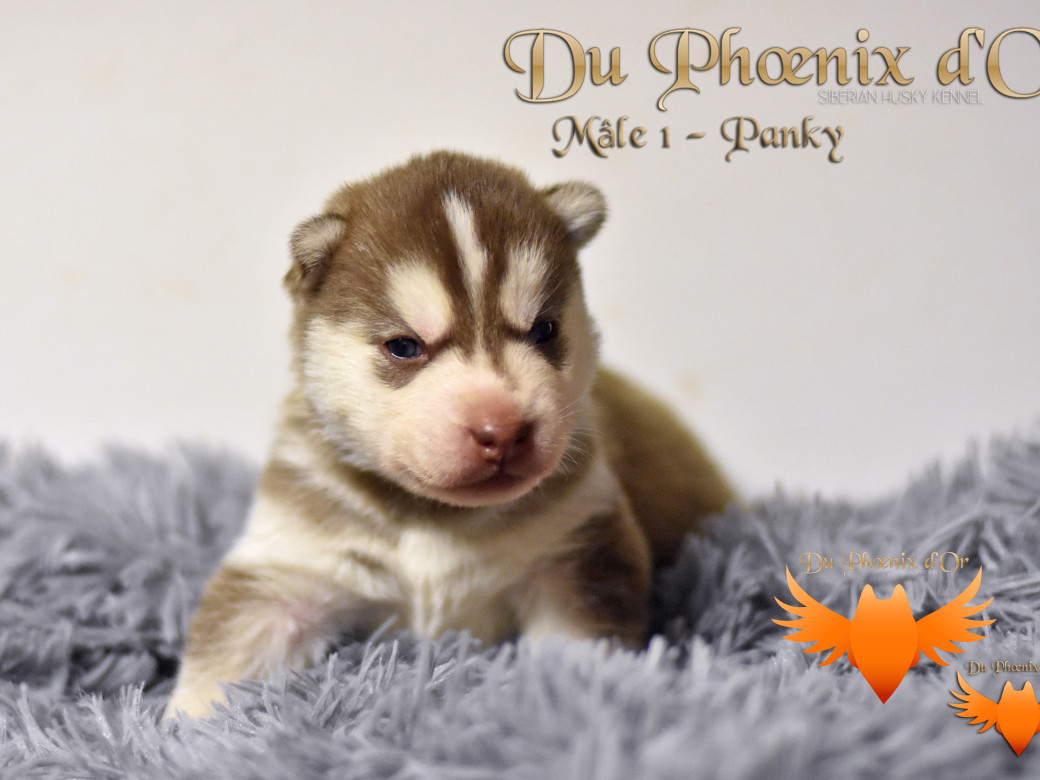 Picture of Unfinity milk chocolate du Phoenix d'or