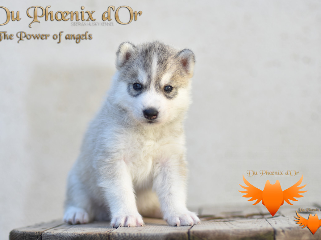 Photo 6 de The power of angels