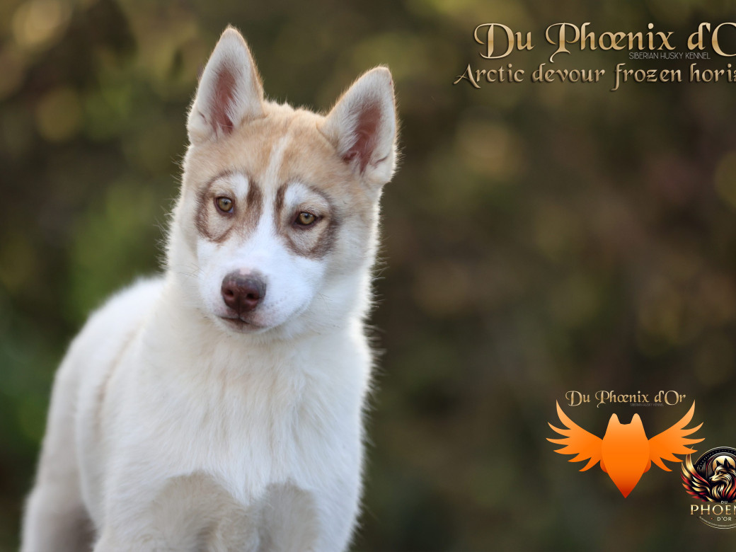 Photo 33 de Mâle 1 - Taïga x Ultra (Août 2025)