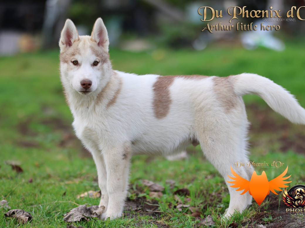 Photo 17 de Mâle 2 - Taïga x Ultra (Août 2025)