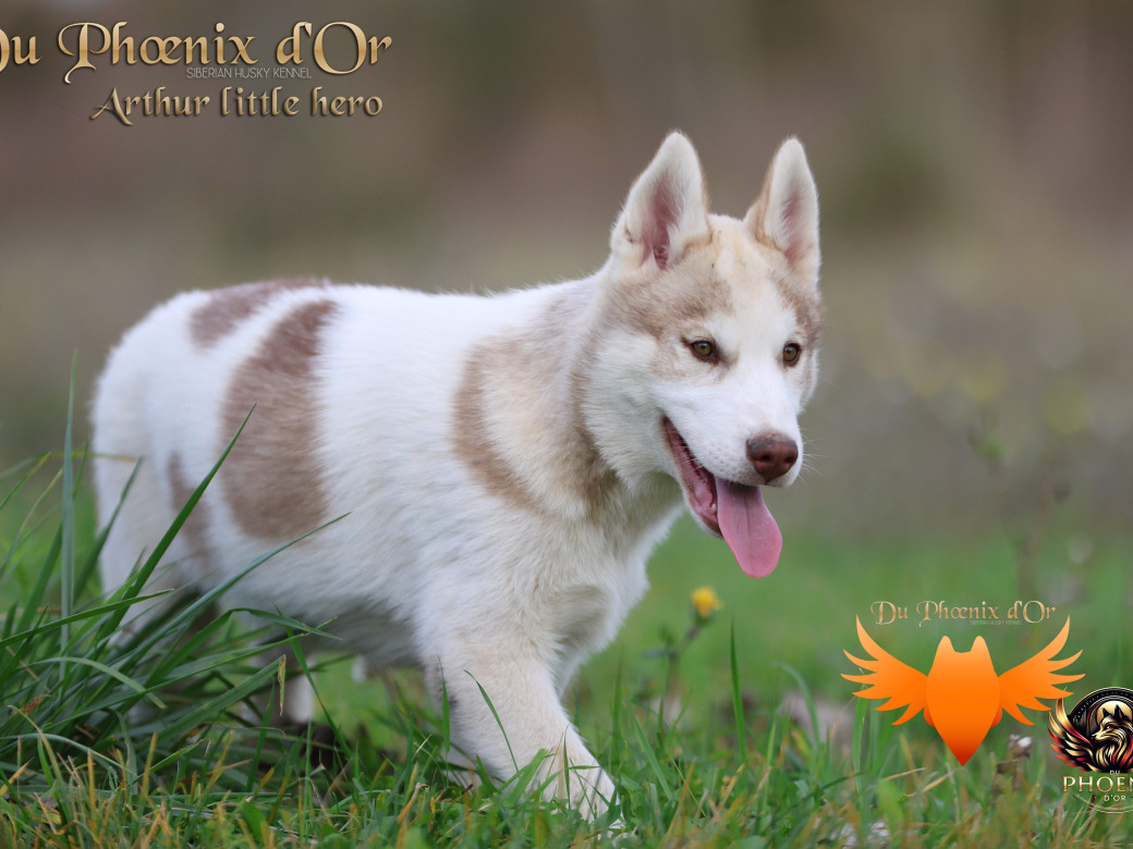 Photo 11 de Mâle 2 - Taïga x Ultra (Août 2025)