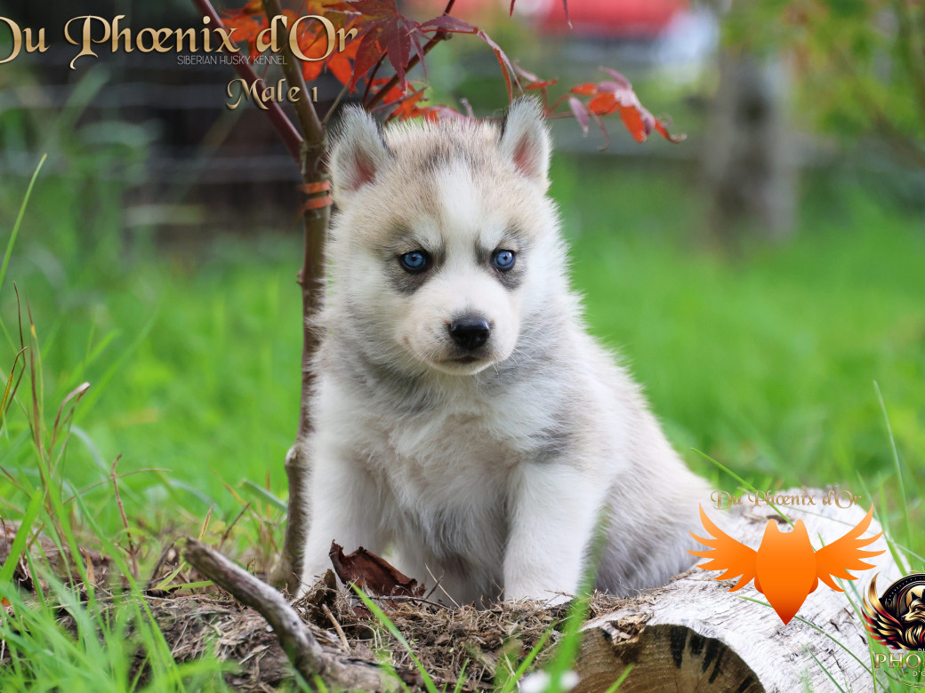 Photo 13 de Mâle 1 - Twilight x Yoshi (Août 2025)