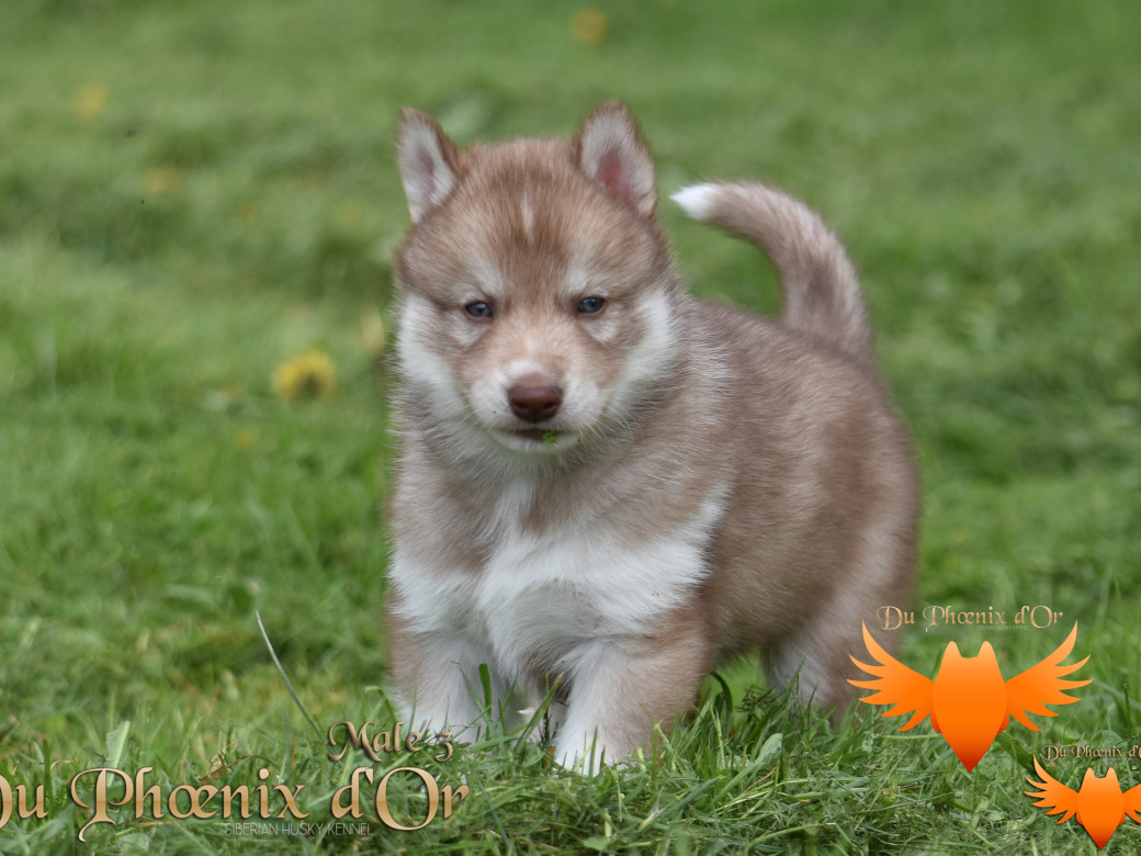 Picture of Veasley magic red du Phoenix d'or - Moon & Shiiro