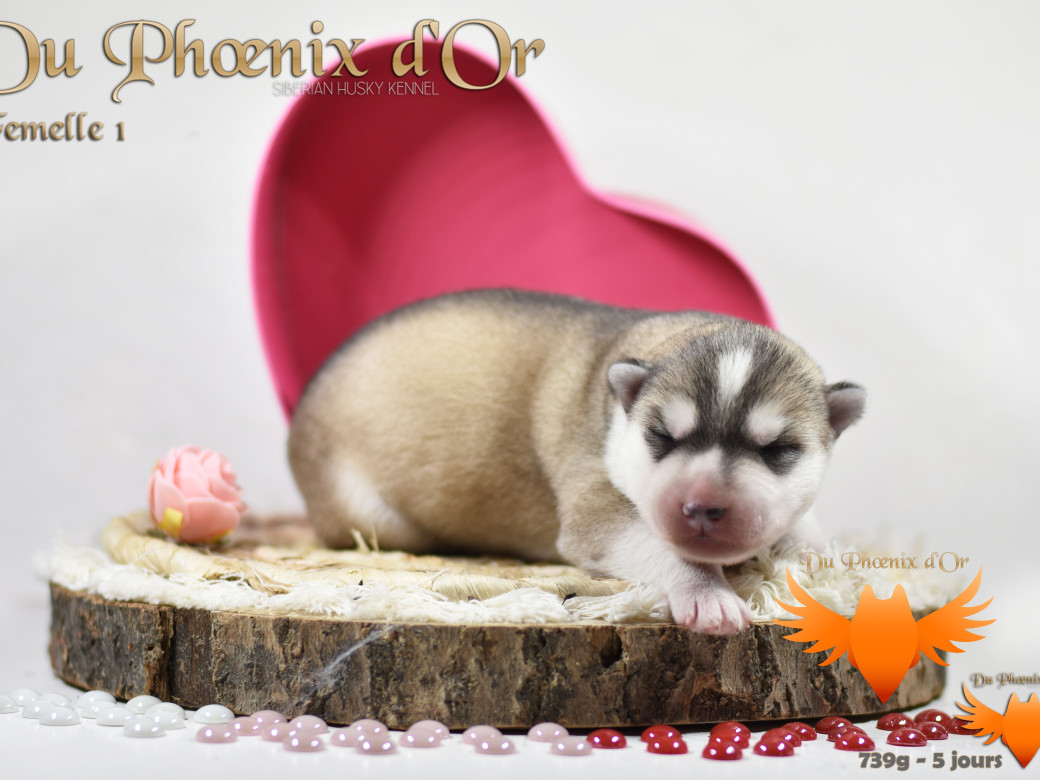 Picture of Vicky du Phoenix d'or - Moon & Shiiro