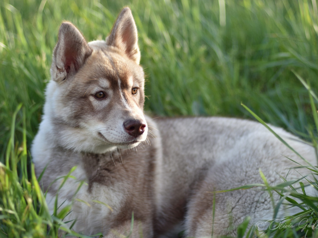 Photo 67 de Unix ultime touch the stars Du Phoenix D'Or
