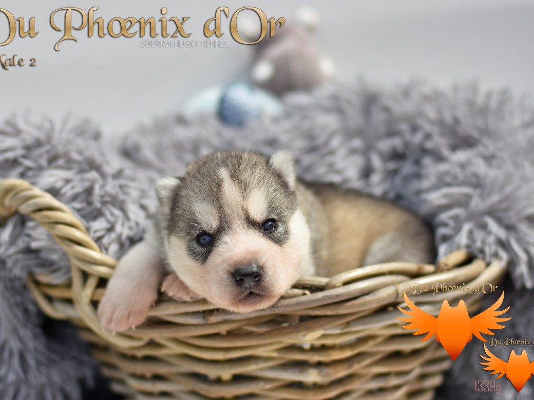 Picture of U never forget me du Phoenix d'or (Ustang)