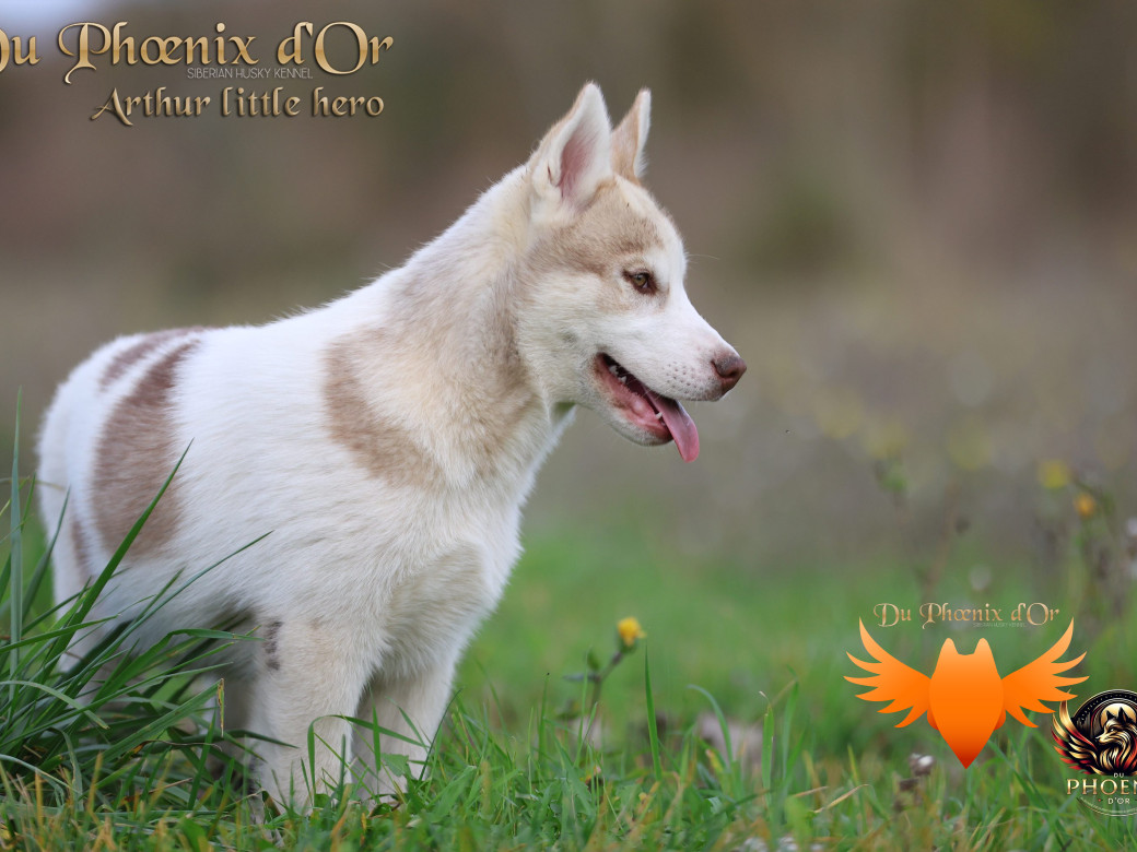 Photo 20 de Mâle 2 - Taïga x Ultra (Août 2025)