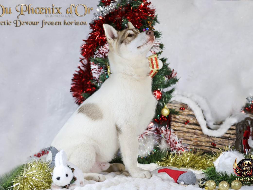 Photo 20 de Mâle 1 - Taïga x Ultra (Août 2025)