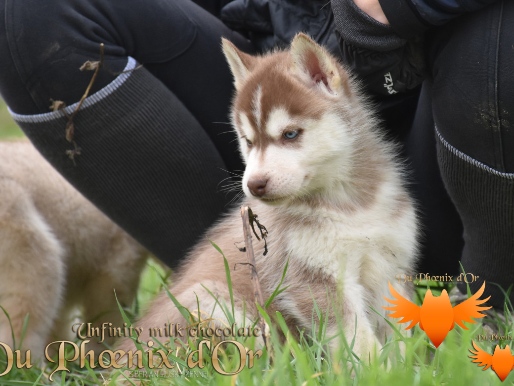 Picture of Unfinity milk chocolate du Phoenix d'or