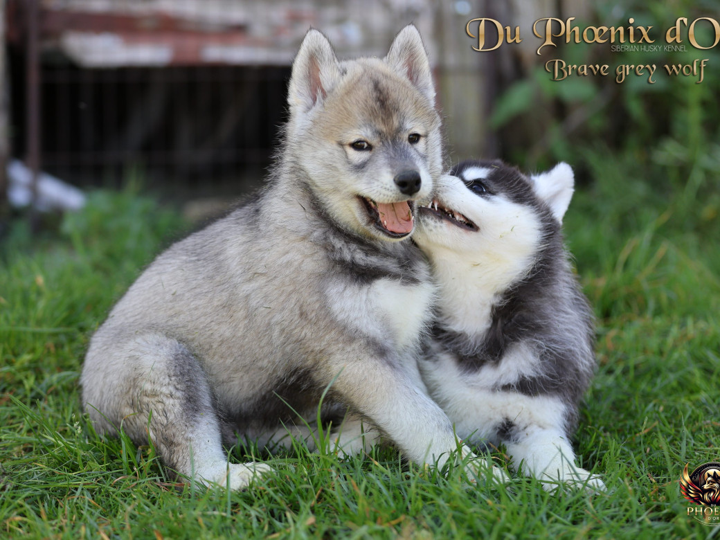 Photo 8 de Mâle 2 - Serena x Ragnar (Février 2026)