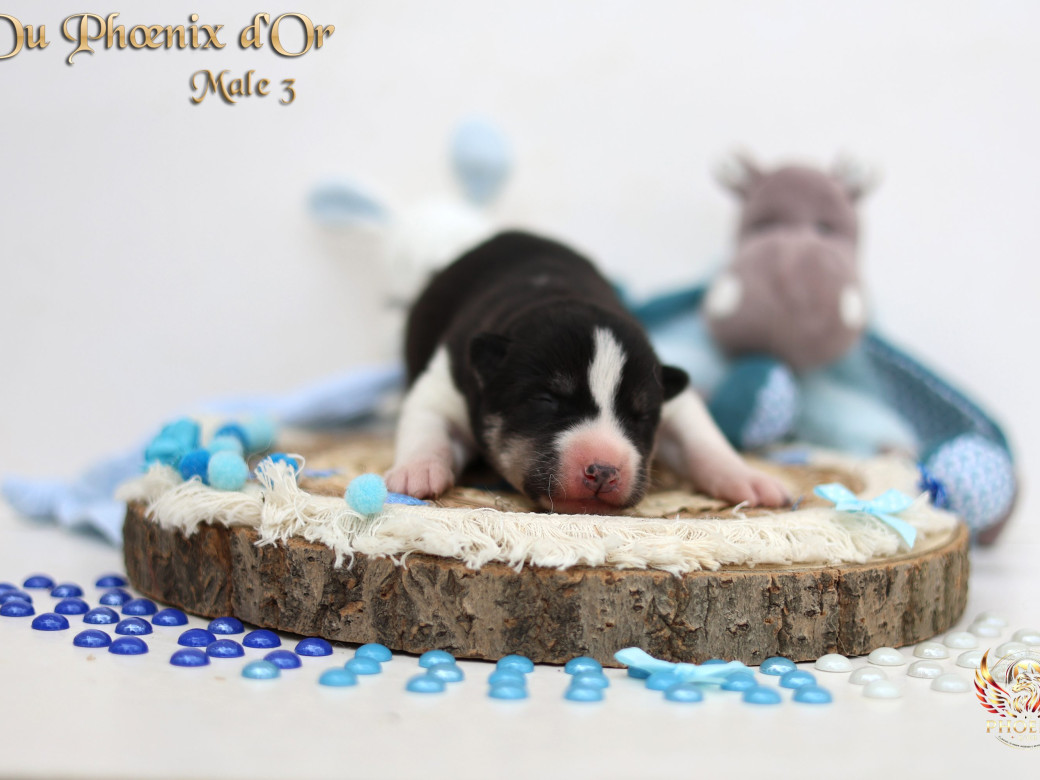 Picture of Mâle 3 - Moon x Ultra (Mars 2026)