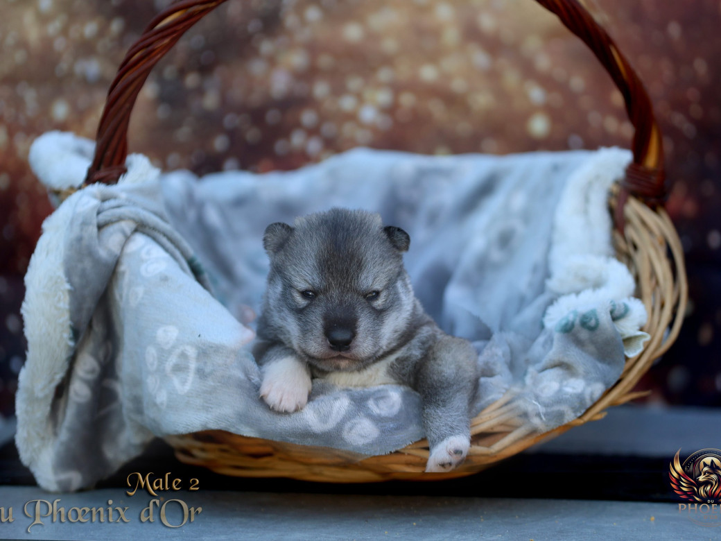 Photo 27 de Mâle 2 - Serena x Ragnar (Février 2026)