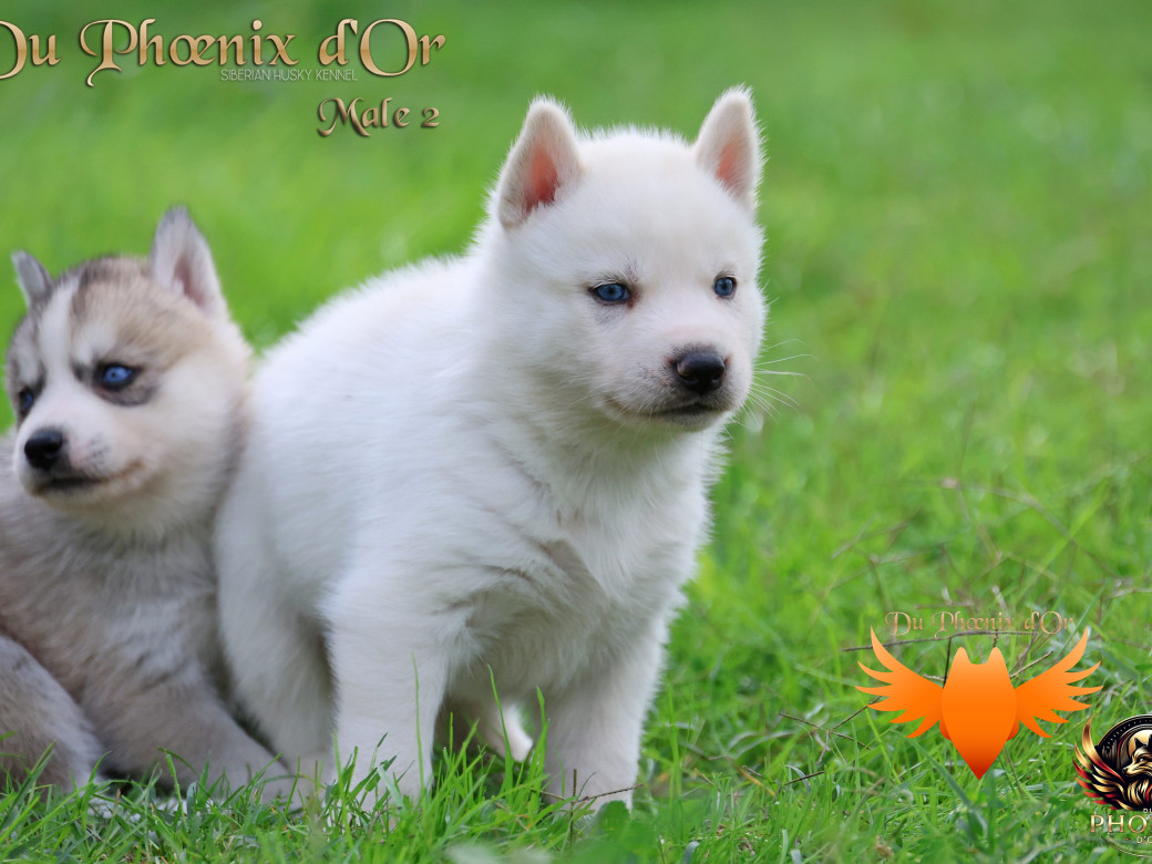 Photo 19 de Mâle 2 - Twilight x Yoshi (Août 2025)