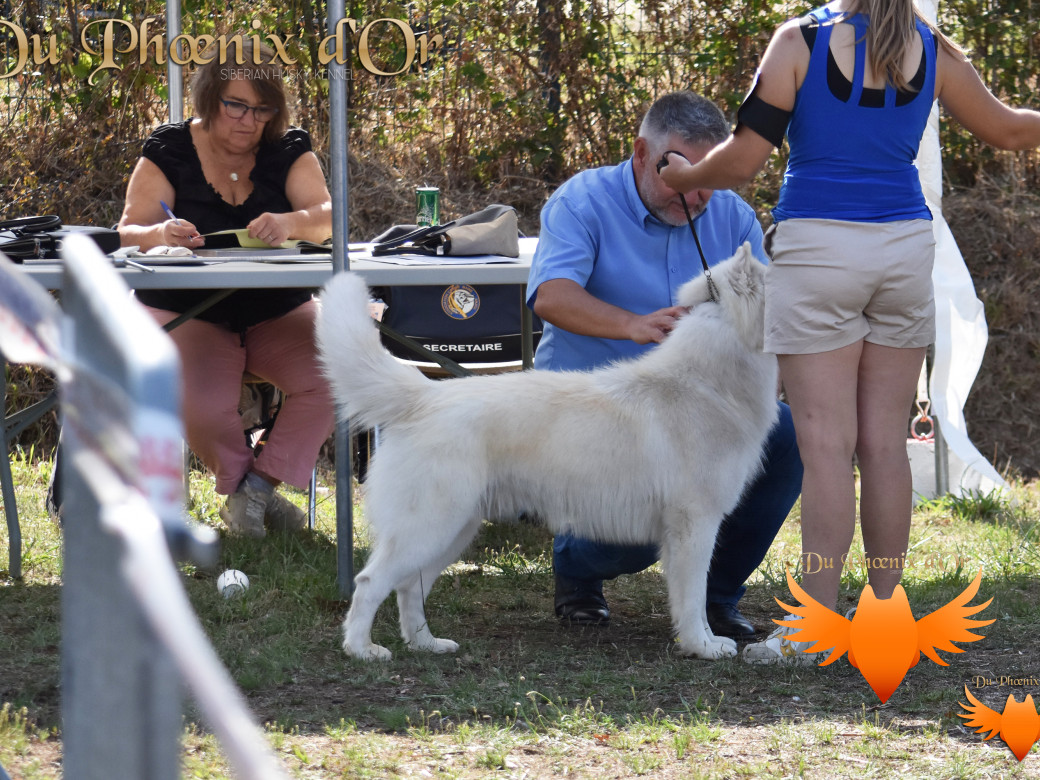 Picture of Shiiro Hokori du Phoenix d'or