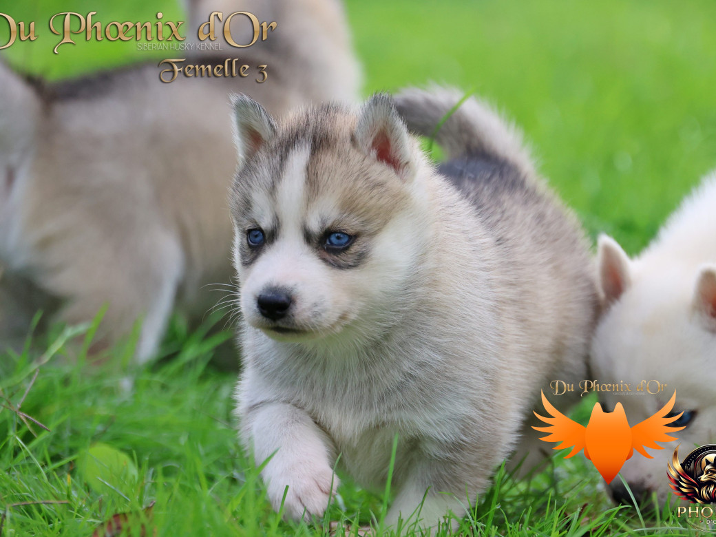 Photo 7 de Femelle 3 - Twilight x Yoshi (Août 2025)