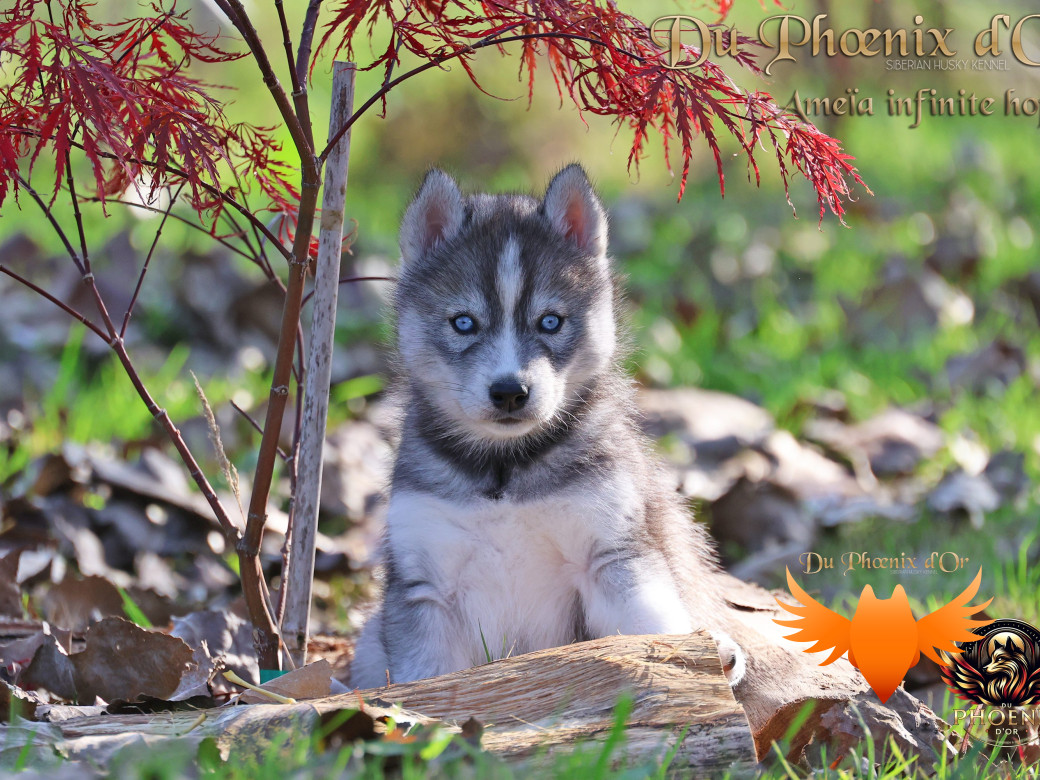 Photo 2 de Femelle 1 - Sweetie x Toruk (Septembre 2025)